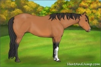 Horse Color:Bay 