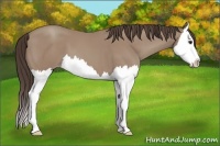 Horse Color:Classic Champagne Splash 