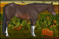 Horse Color:Brown 