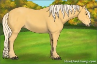 Horse Color:Palomino 