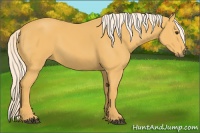 Horse Color:Palomino 