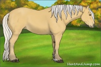 Horse Color:Silver Buckskin 
