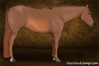 Horse Color:Liver Chestnut 
