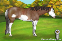 Horse Color:Bay Splash Frame Rabicano