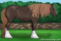 Horse Color:Liver Chestnut 