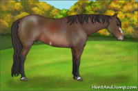 Horse Color:Bay Frame Rabicano 
