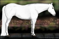 Horse Color:Gray Bay 