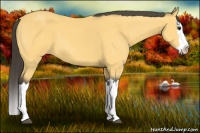 Horse Color:Buckskin Splash 