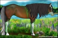 Horse Color:Bay Splash 