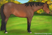 Horse Color:Bay Roan 
