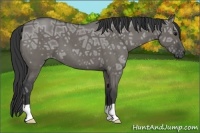 Horse Color:Grullo Ice Roan 