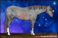 Horse Color:Brown Ice Appaloosa