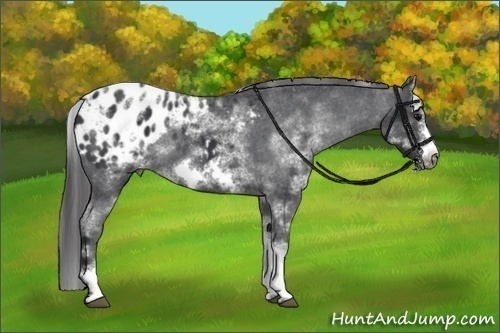 Horse Color:White Spotted Black Frame Blanket