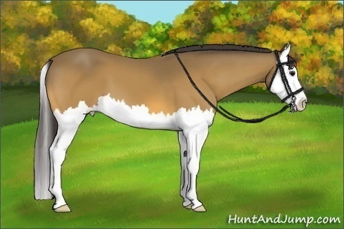 Horse Color:Buckskin Splash 