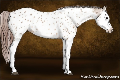Horse Color:Bay Dun Splash Near Leopard