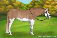 Horse Color:Chestnut Splash Rabicano 