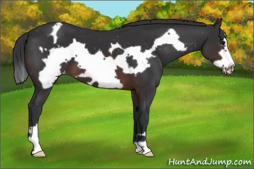 Horse Color: Brown Frame Varnish 
