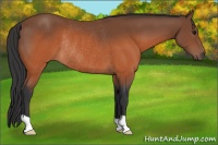 Horse Color:Brown Rabicano 