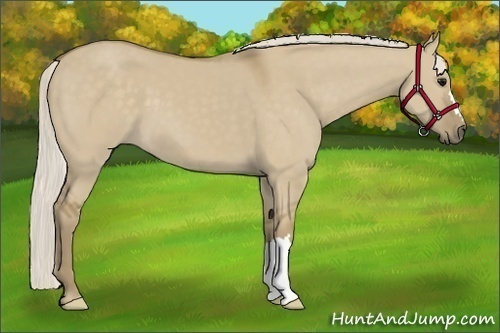 Horse Color:Silver Smoky Grullo 