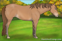 Horse Color:Gray Perlino 