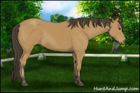 Horse Color:Buckskin 