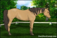 Horse Color:Buckskin Roan 