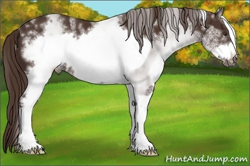 Horse Color: White Spotted Liver Chestnut Frame 