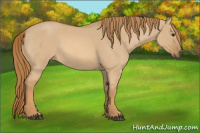 Horse Color:Red Dun Roan