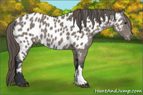 Horse Color: Grullo Near Leopard 