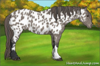 Horse Color:Grullo Appaloosa 