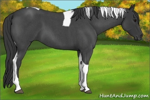 Horse Color:Blue Roan Tobiano