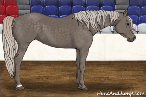 Horse Color: Silver Black 