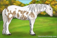 Horse Color:Chocolate Palomino Dun Tobiano Blanket 