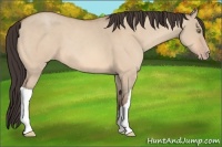 Horse Color:Amber Champagne Dun 