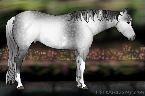 Horse Color:Gray White Spotted Black Tobiano 