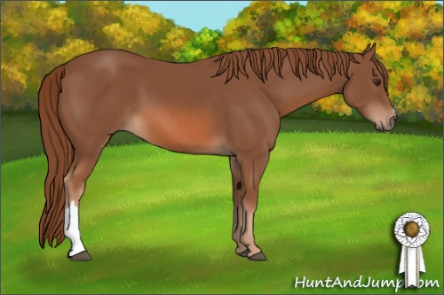 Horse Color: Liver Chestnut 