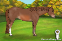 Horse Color:Liver Chestnut 
