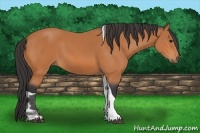Horse Color:Bay Tobiano 