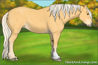 Horse Color:Palomino