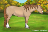 Horse Color:Red Dun Roan 