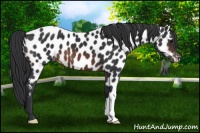 Horse Color:Brown Appaloosa 