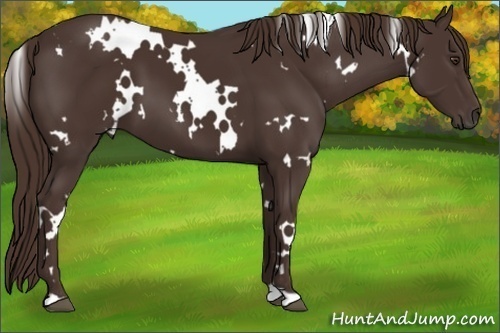 Horse Color: White Spotted Liver Chestnut 