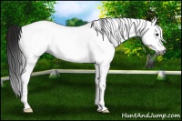 Horse Color:Gray White Spotted Bay 