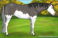 Horse Color:Black Splash Rabicano