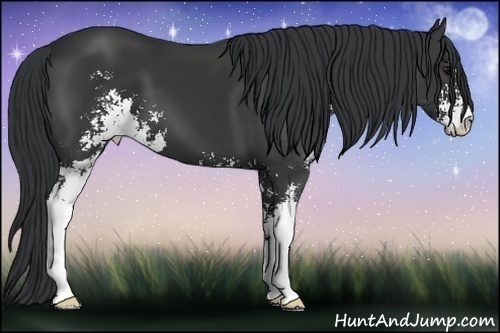 Horse Color: Black Sabino 