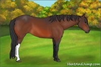 Horse Color:Bay 