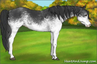Horse Color:White Spotted Black