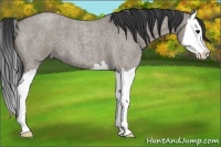 Horse Color:Grullo Roan Splash 