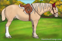 Horse Color:Gold Champagne 