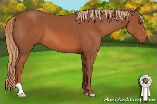 Horse Color: Unknown 